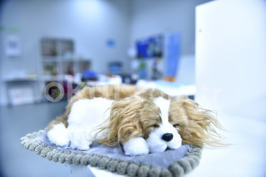 Özel Pakkan Okulları Ortaokulu - 21