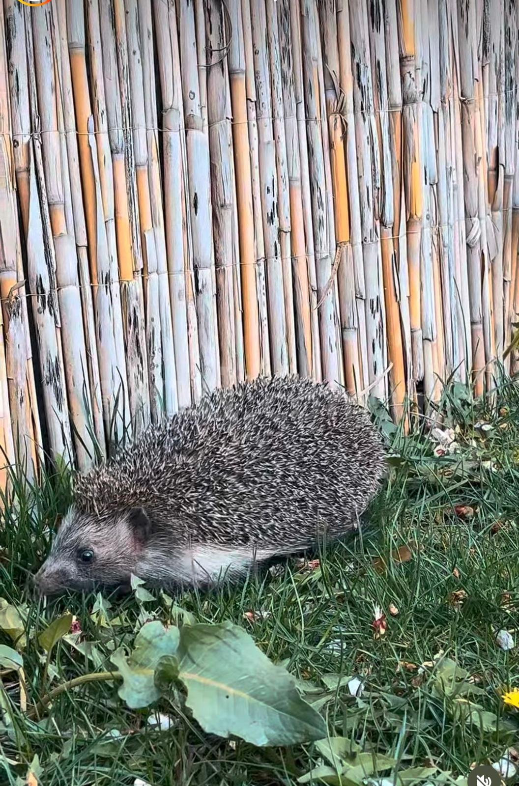 Özel Batıkent Botanik İngiliz Kültür Anaokulu - 18