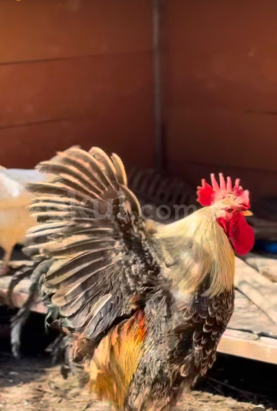 Özel Batıkent Botanik İngiliz Kültür Anaokulu - 16