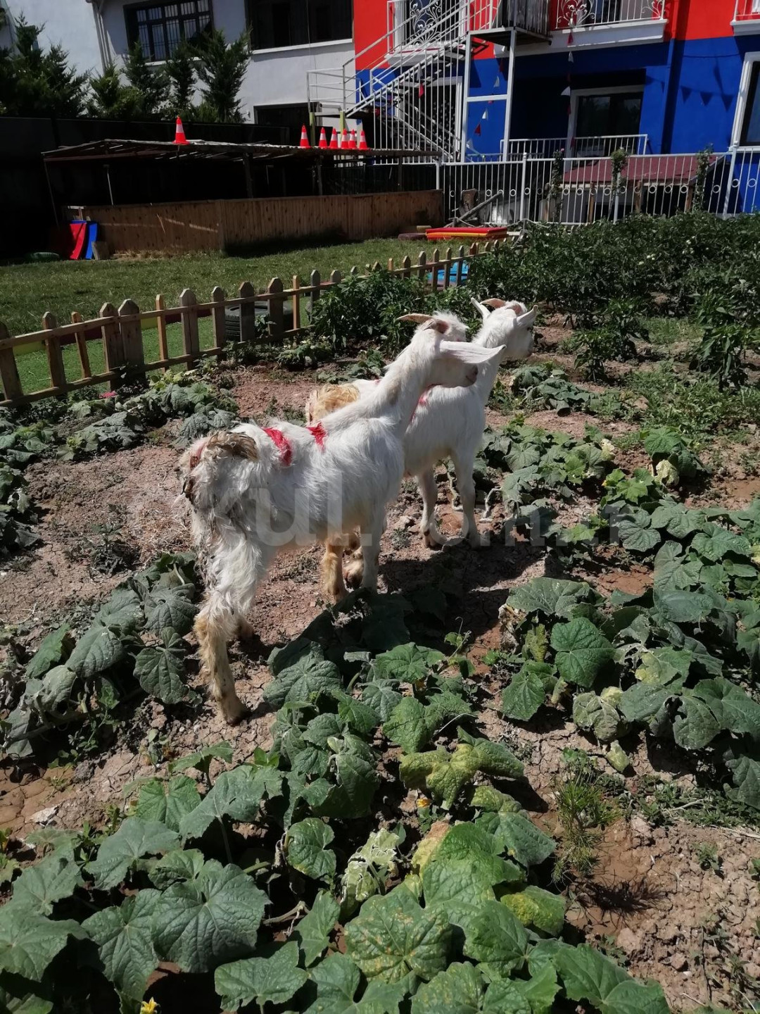 Özel Batıkent Botanik İngiliz Kültür Anaokulu - 21