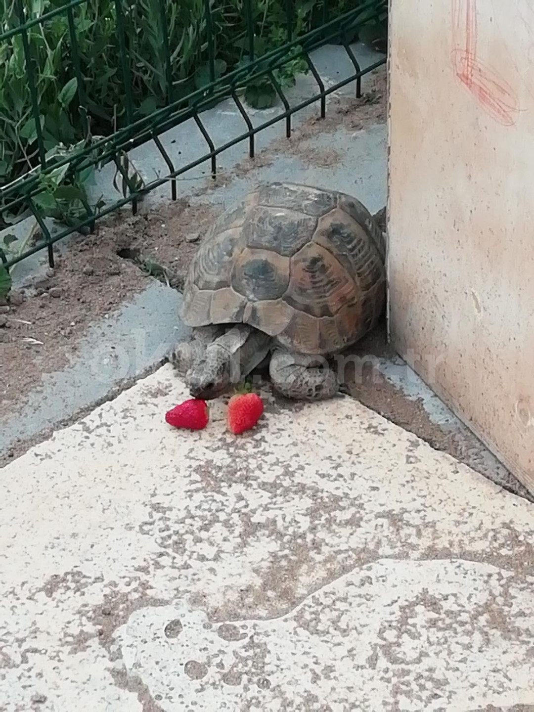 Özel Batıkent Botanik İngiliz Kültür Anaokulu - 22