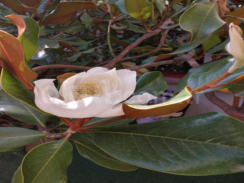 Özel Yağmur Abla Anaokulu - 40