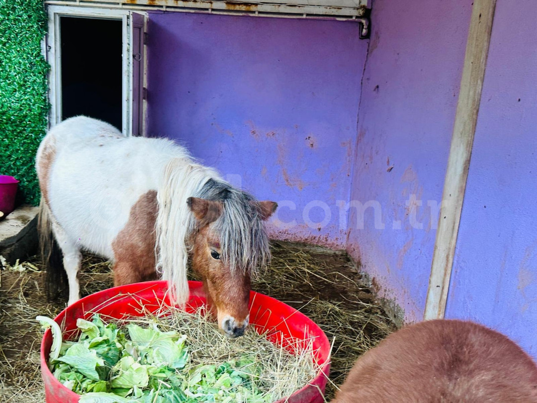 Özel Avcılar Milet Anaokulu - 52